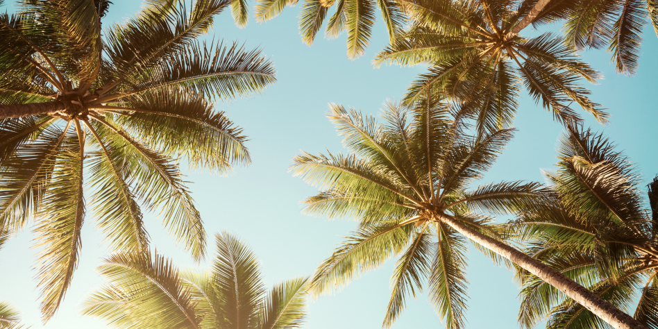 Looking up at palm trees on a tropical island