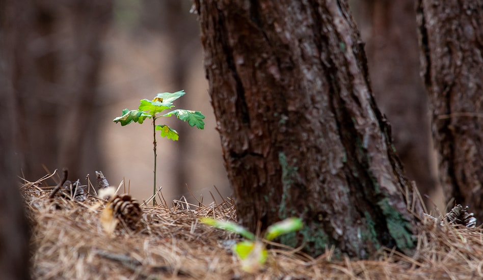 A sapling grows next to the base of a large tree in the forest