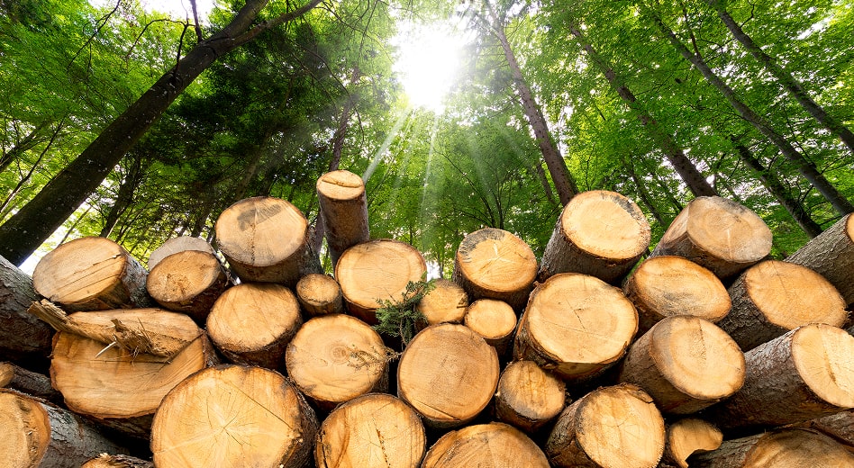 Una pila di tronchi di legno in una foresta