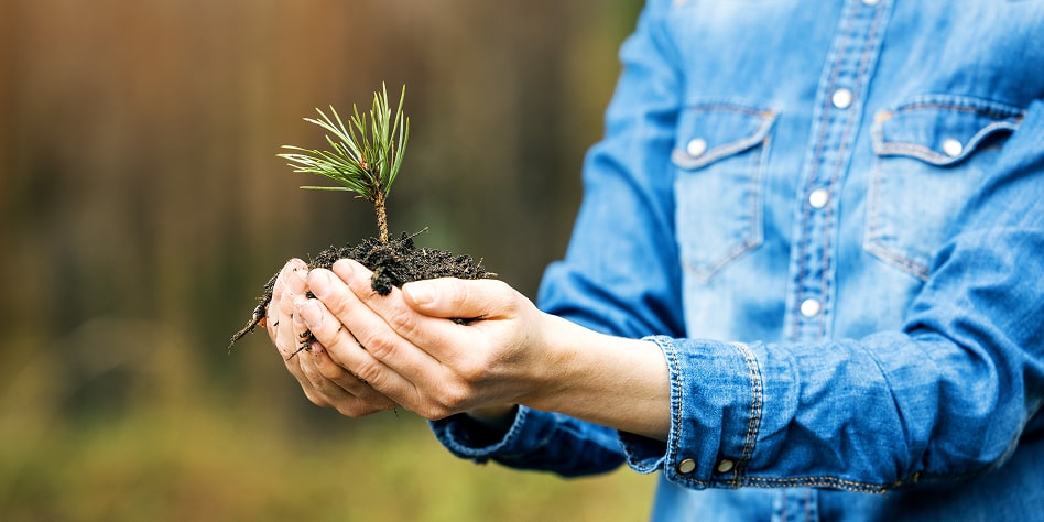 A person holding a sapling in their hands