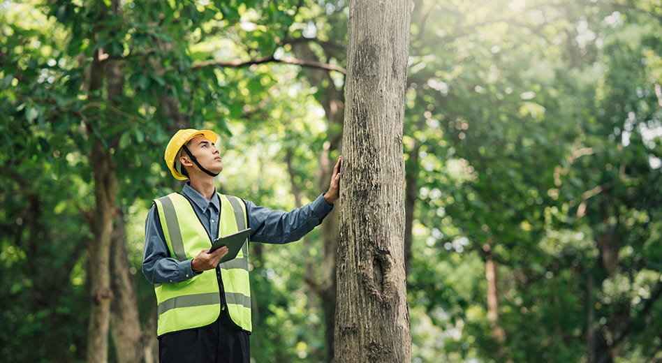 Person dressed in safety gear evaluating a tree in a forest.